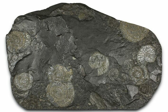 Fossil Ammonite Cluster - Posidonia Shale, Germany #368179